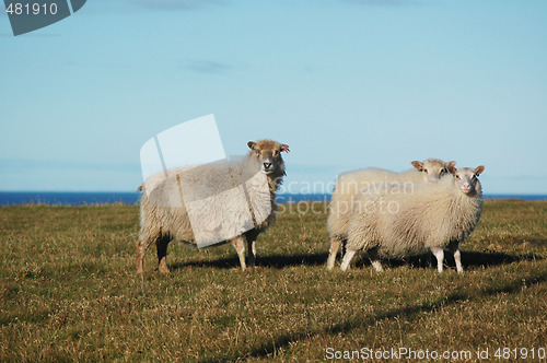 Image of Sheep