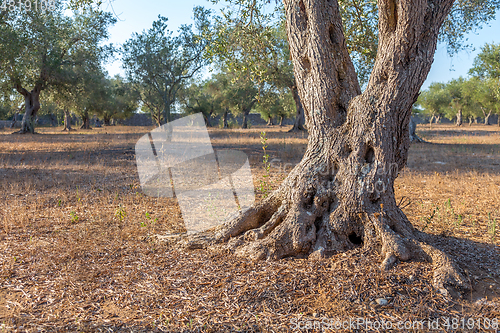 Image of Olive tree in South Italy