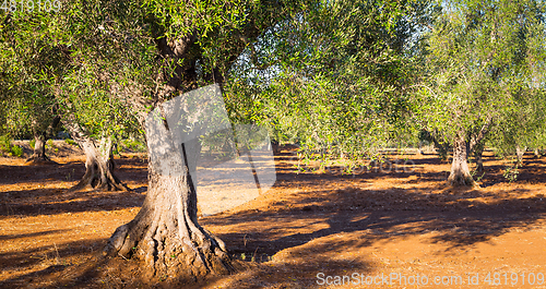 Image of Old olive trees in South Italy