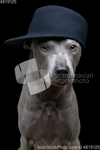 Image of beautiful thai ridgeback dog in cap