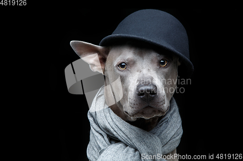 Image of beautiful thai ridgeback dog in cap and scarf