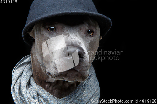 Image of beautiful thai ridgeback dog in cap and scarf