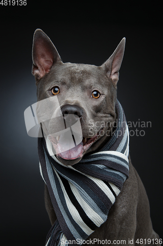 Image of beautiful thai ridgeback dog in grey scarf