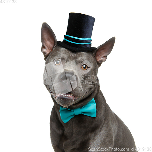 Image of beautiful thai ridgeback dog in high hat and bow