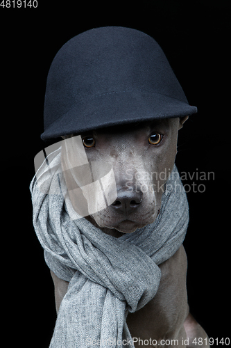 Image of beautiful thai ridgeback dog in cap and scarf