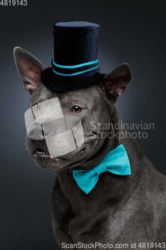 Image of beautiful thai ridgeback dog in high hat and bow