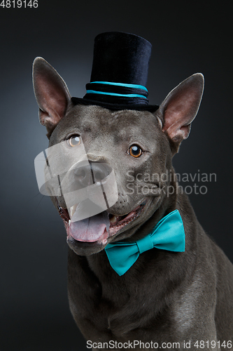 Image of beautiful thai ridgeback dog in high hat and bow