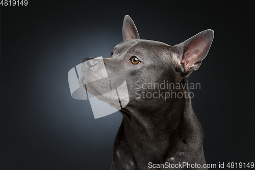 Image of beautiful blue thai ridgeback dog