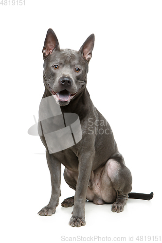 Image of beautiful blue thai ridgeback dog