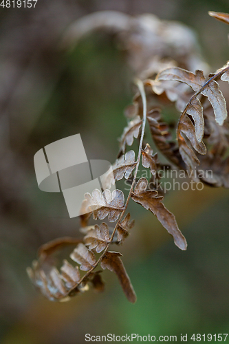 Image of wild plants in latvia