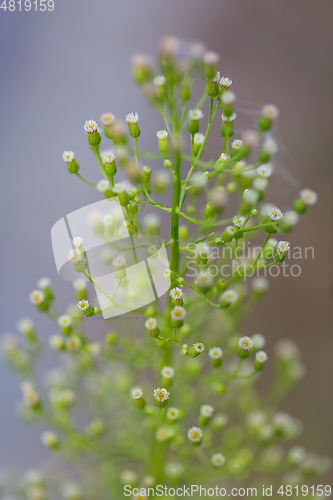 Image of wild plants in latvia