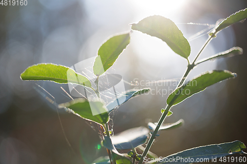 Image of wild plants in latvia