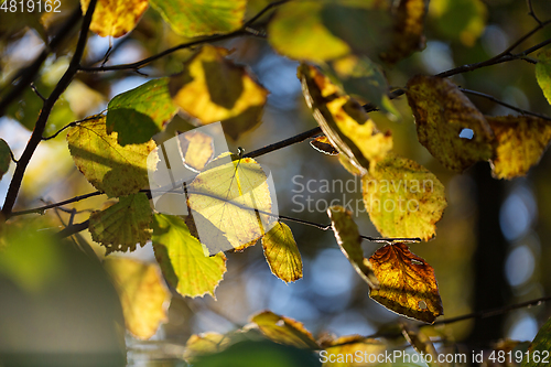 Image of wild plants in latvia