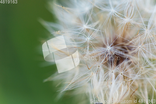 Image of wild plants in latvia