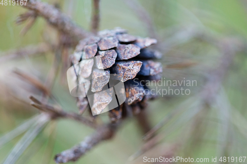 Image of wild plants in latvia