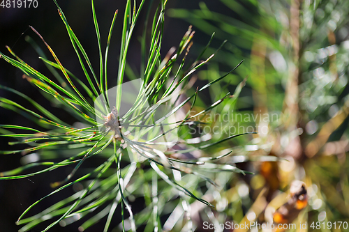 Image of wild plants in latvia