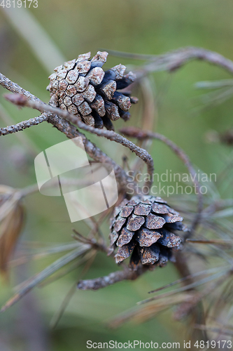 Image of wild plants in latvia