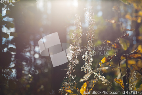 Image of wild plants in latvia