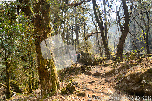 Image of Hiking in Nepal jungle forest
