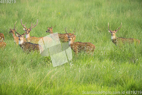 Image of Sika or spotted deers herd in the elephant grass