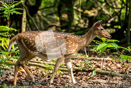 Image of spotted or sika deer in the jungle