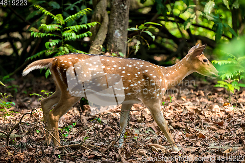 Image of spotted or sika deer in the jungle