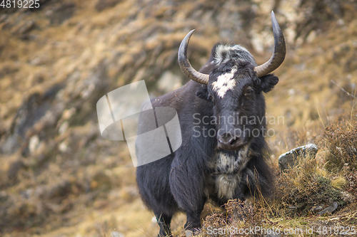 Image of Yak or nak pasture on grass hills in Himalayas