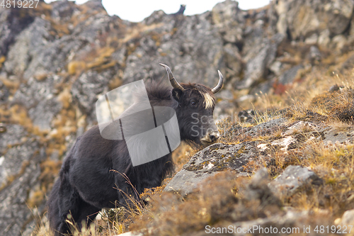 Image of Yak or nak pasture on grass hills in Himalayas