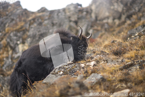 Image of Yak or nak pasture on grass hills in Himalayas