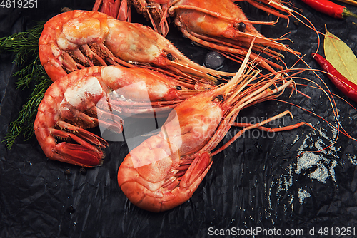 Image of Closeup of far eastern botan shrimp