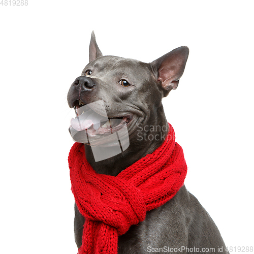 Image of beautiful thai ridgeback dog in red scarf