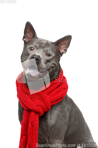 Image of beautiful thai ridgeback dog in red scarf