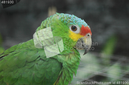 Image of Parrot