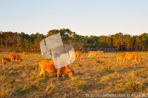 Image of Herd cow grazing field. Portugal