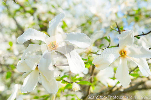 Image of White blossom magnolia tree flowers