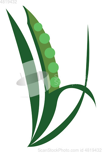 Image of A half peeled pod vector or color illustration