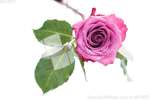 Image of pink rose isolated on white
