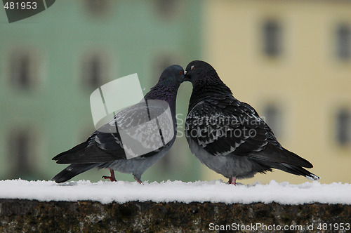 Image of Two pigeons