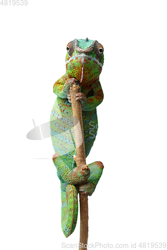 Image of alive chameleon reptile