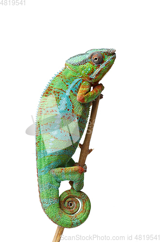 Image of alive chameleon reptile