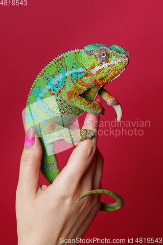 Image of alive chameleon reptile