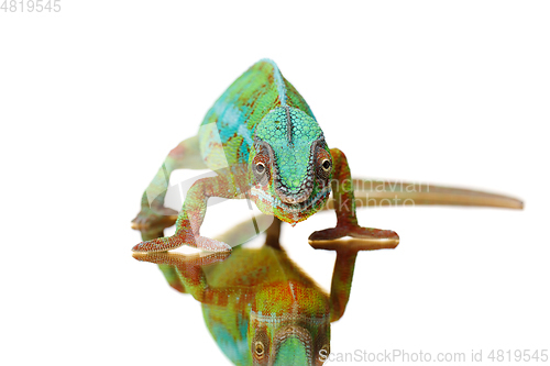Image of alive chameleon reptile