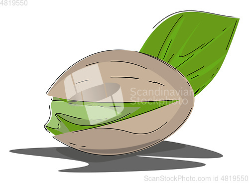 Image of Cartoon oval nut of the pistachio tree/Desert green nuts vector 