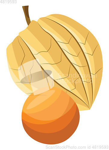 Image of Vector illustration of a physalis fruit on white background.