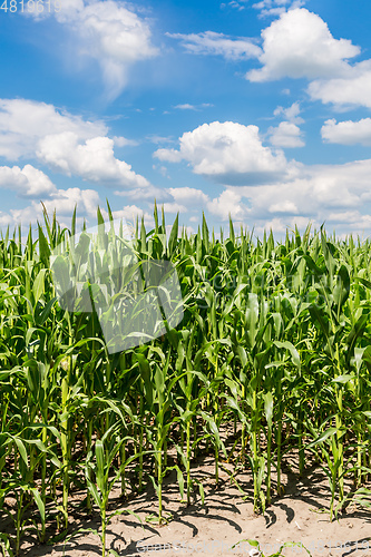 Image of Green corn field