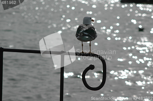 Image of Sea-gull