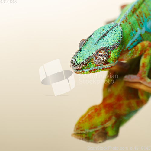 Image of alive chameleon reptile