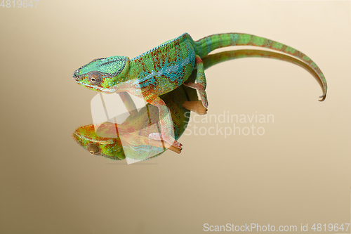 Image of alive chameleon reptile