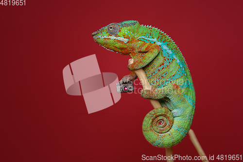 Image of alive chameleon reptile