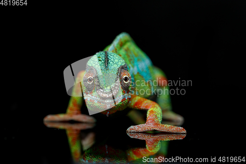 Image of alive chameleon reptile